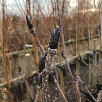 Sorbus Ravensbill - Bud