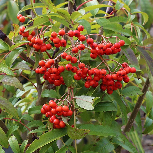 Sorbus Ravensbill - Ravensbill Rowan Tree