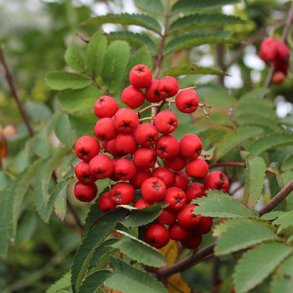 Sorbus Sheerwater Seedling - Fruits