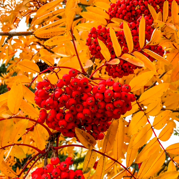 Sorbus Sheerwater Seedling