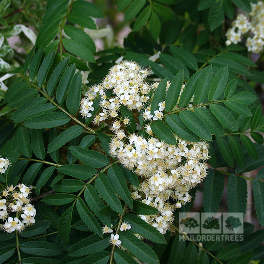 Sorbus Sunshine - Rowan Tree