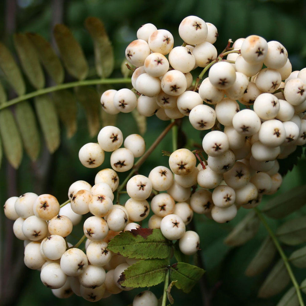 Close-up of clusters of small, round berries from the Sorbus White Wax tree on a branch with green leaves.