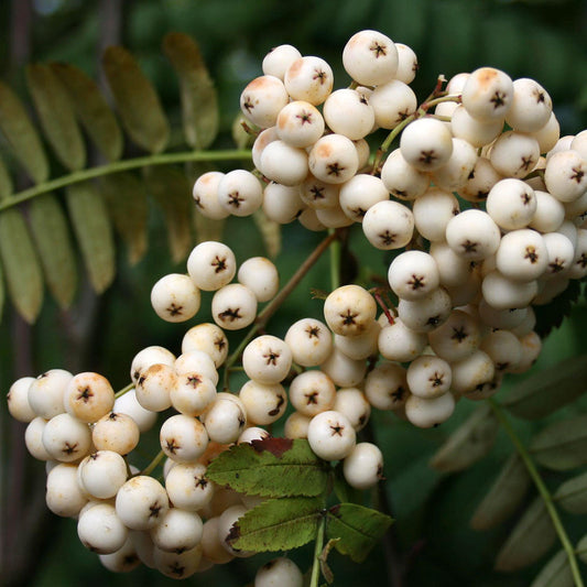 Sorbus White Wax - White Sorbus Tree