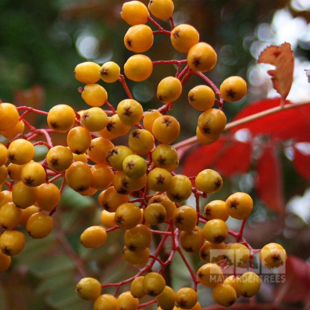 Close-up of clusters of small, round yellow berries on red stems from the Sorbus Wisley Gold - Mountain Ash Tree, set against a blurred natural background.