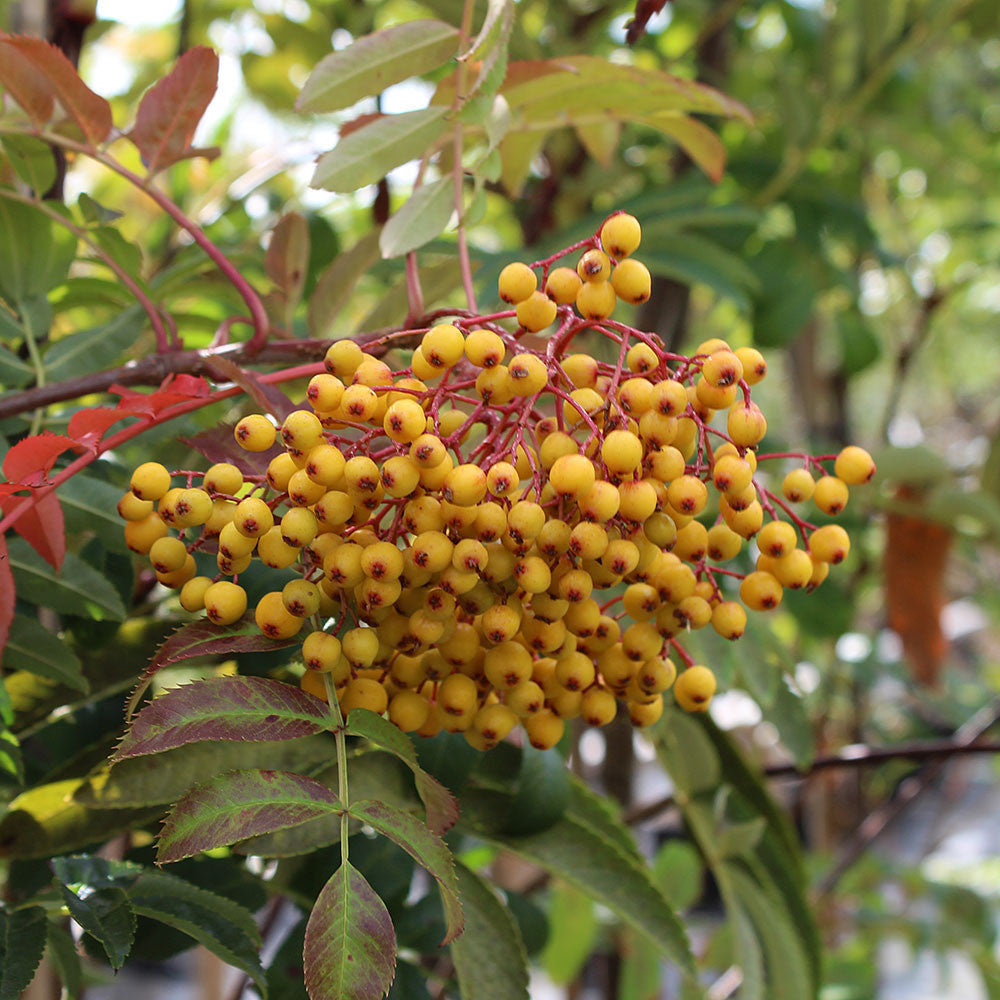 The Sorbus Wisley Gold - Mountain Ash Tree displays a cluster of small, round yellow berries on its branches, complemented by vibrant green and red leaves.