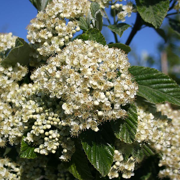 Sorbus Magnifica - Flowers