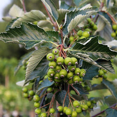 Sorbus aria - Whitebeam Tree