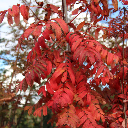 Sorbus aucuparia Fingerprint - Mountain Ash Tree