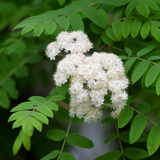 Sorbus aucuparia - Mountain Ash Rowan Tree Mix and Match