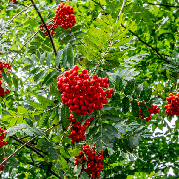 Sorbus Aucuparia