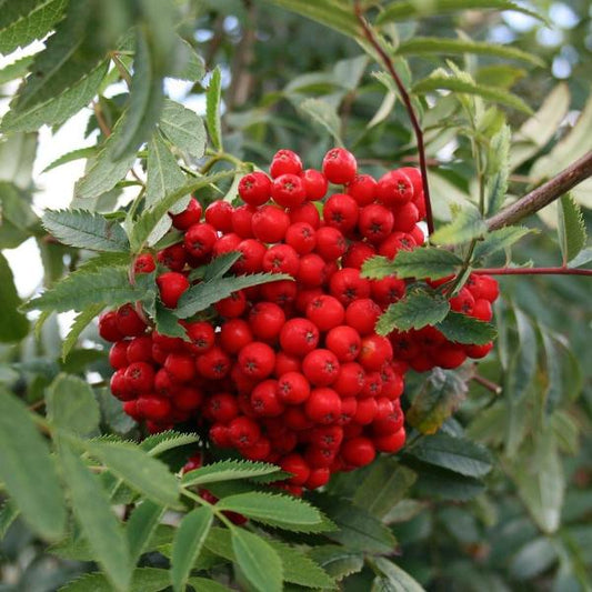 Sorbus aucuparia - Mountain Ash Rowan Tree Mix and Match