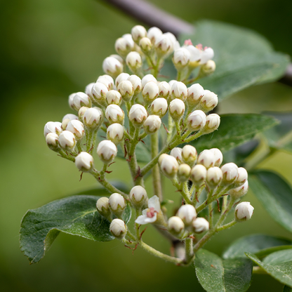 Sorbus Cashmeriana