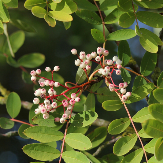 Sorbus Cashmeriana