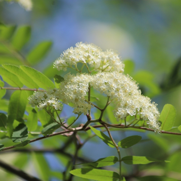 Sorbus Commixta