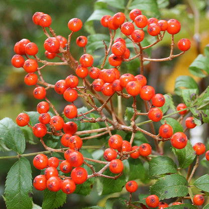 Sorbus commixta - Fruits