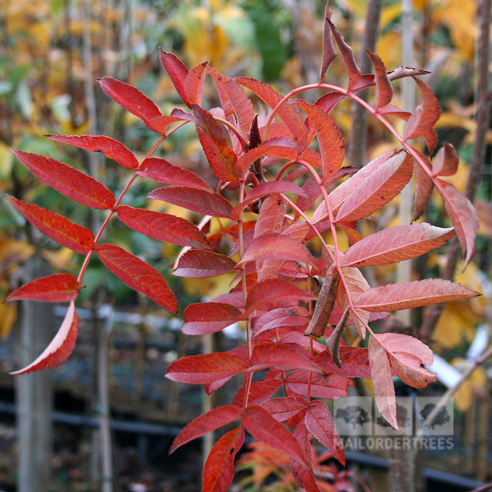 Sorbus commixta - Autumn Foliage