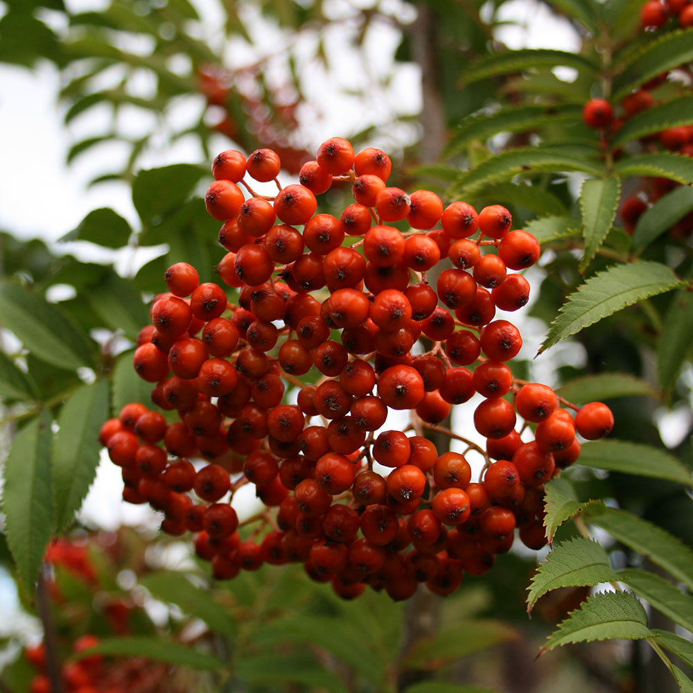 Sorbus discolor - Fruits