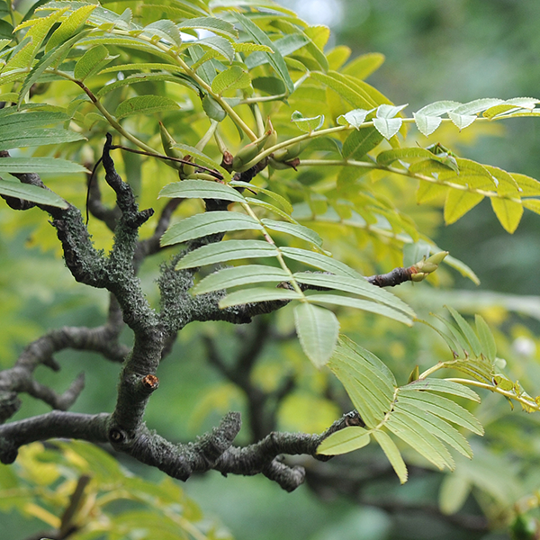 Sorbus Discolor