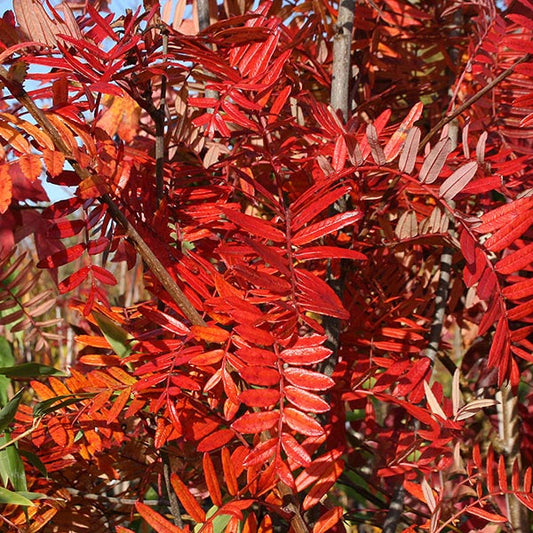 Sorbus scalaris - Mountain Ash Tree