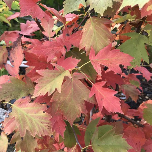 Sorbus torminalis - Wild Service Tree