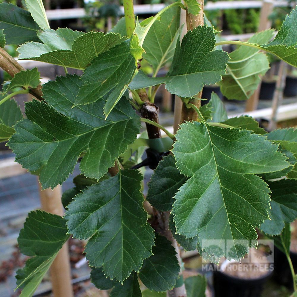 Sorbus torminalis - Summer Foliage