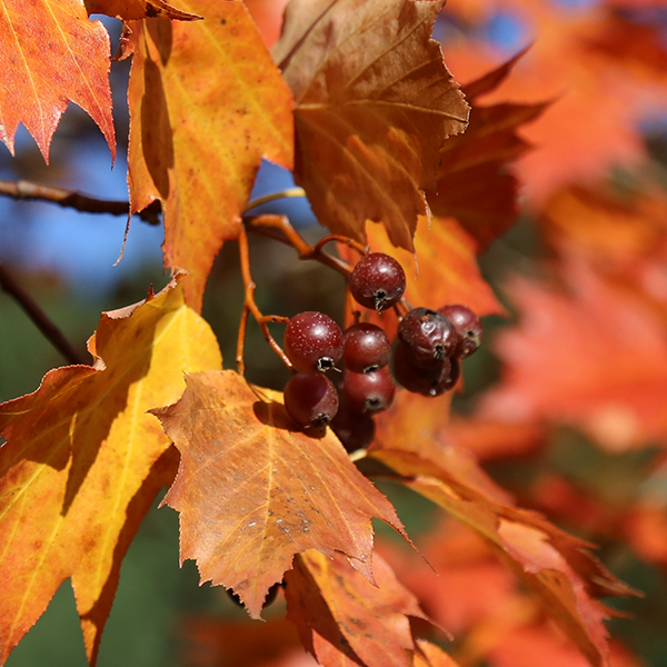 Sorbus Torminalis