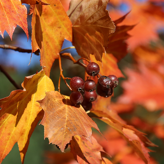 Sorbus torminalis - Wild Service Tree