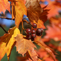 Sorbus torminalis - Wild Service Tree