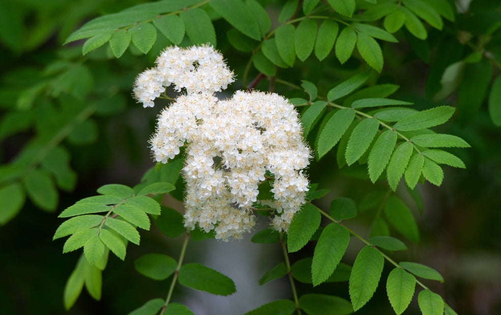 Sorbus: A Tree of Grace and Seasonal Splendour.