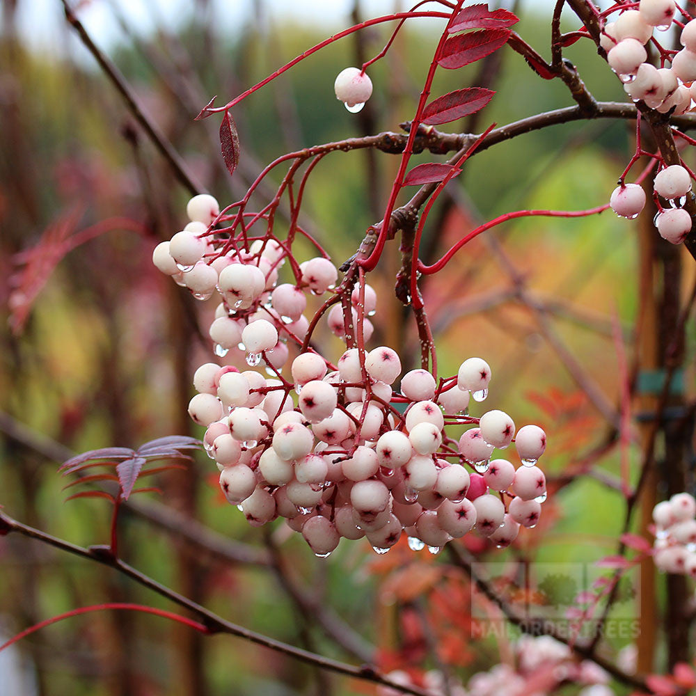 Close-up of clusters of pale pink berries from the Vilmorins Rowan Tree, glistening with water droplets on red stems against a green-tinted background.