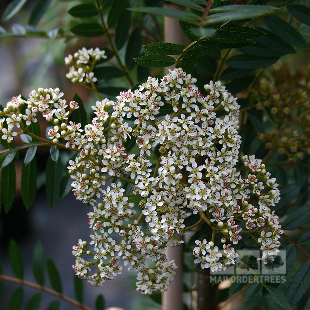 A cluster of small white flowers with green leaves in the background graces the scene, reminiscent of the delicate blossoms found on a Sorbus vilmorinii - Vilmorins Rowan Tree.