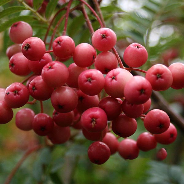 Clusters of small, round red berries decorate a branch of the Sorbus vilmorinii, known as Vilmorins Rowan Tree, with vibrant green leaves in the background.