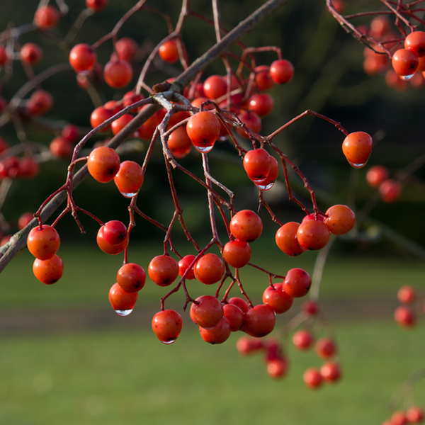 Sorbus Eastern Promise