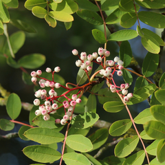 Sorbus cashmiriana - Kashmir Rowan Tree