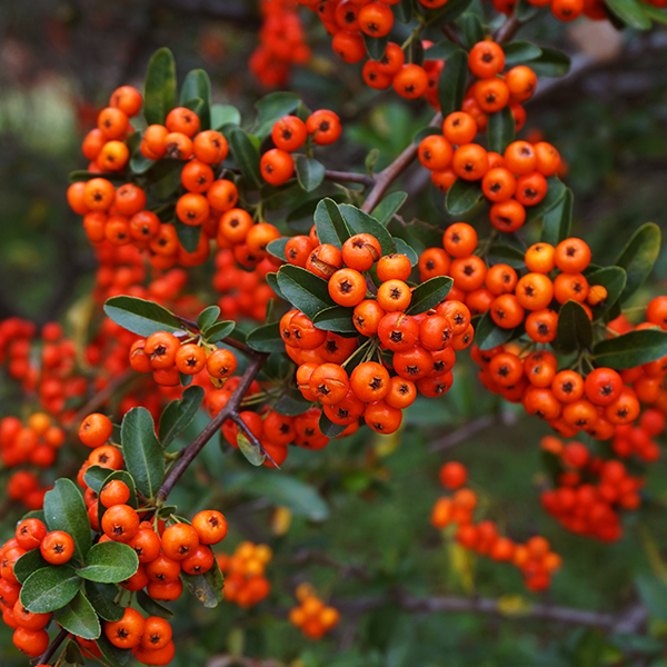 Sorbus Commixta