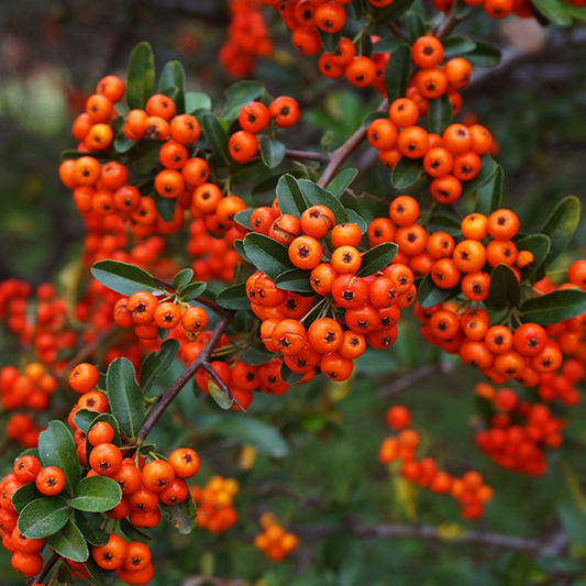 Sorbus Commixta