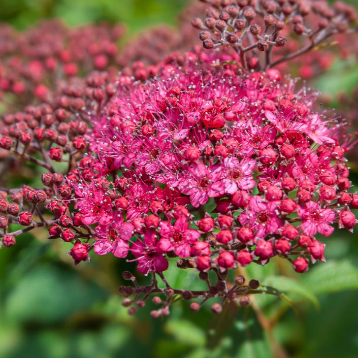 Close-up of vibrant pink Spiraea Japonica Shirobana (Josephs Coat) flowers, showcasing clusters of small blooms and green foliage in the background—a compact deciduous shrub displaying a trio of flower colors.