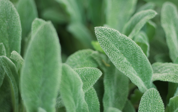 Close-up of green, fuzzy leaves with a textured surface, displaying various shades of green.