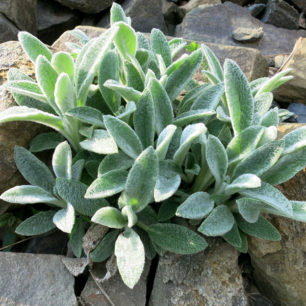 Stachys lanata