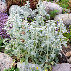 Stachys lanata