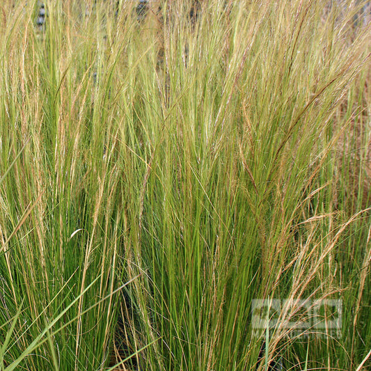 Stipa Ponytails - Mexican Feather Grass, with tall green blades and scattered seed heads, thrives densely in sunny natural settings.