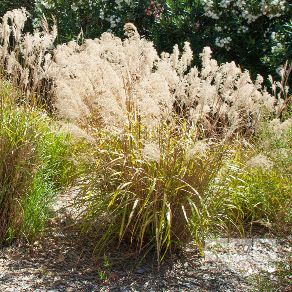 Stipa gigantea - Golden Oats Grass, with its tall, feathery plumes and green foliage, adds elegance to a garden setting when paired with flowering shrubs in the background.