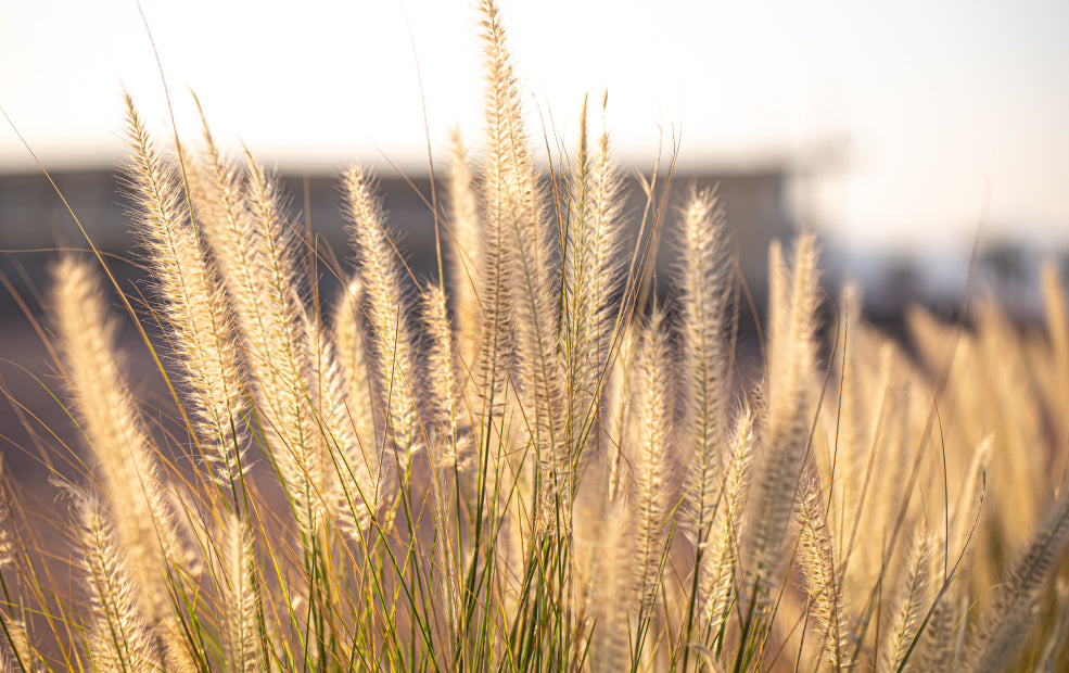 Stipa: Graceful Grasses for Texture and Movement.