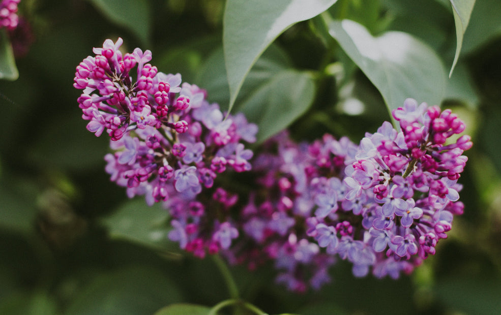 Syringa: A Fragrant Delight in Full Bloom.