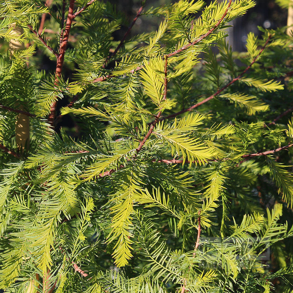 Close-up of vibrant, green branches of the Swamp Cypress (Taxodium distichum) with finely textured, needle-like leaves, emblematic of a coniferous tree.