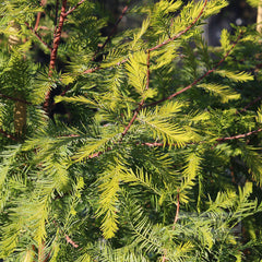 Taxodium distichum - Swamp Cypress