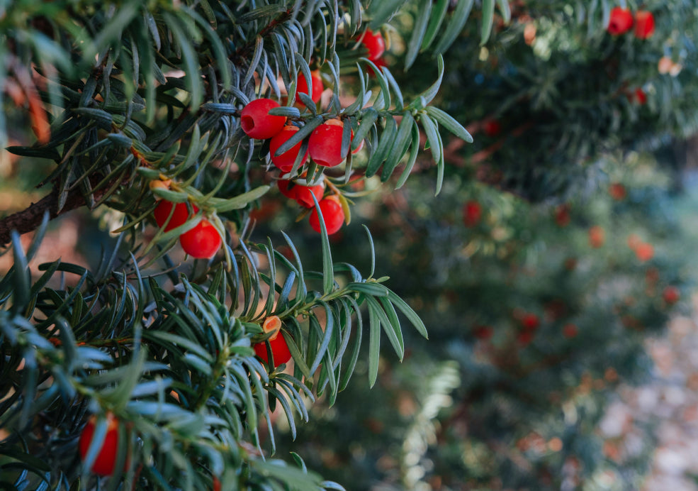 Taxus: A Timeless Evergreen with Classic Appeal.