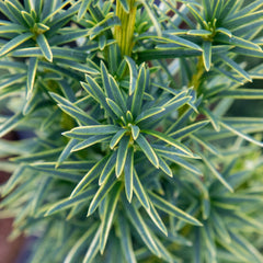 Taxus baccata Aureomarginata