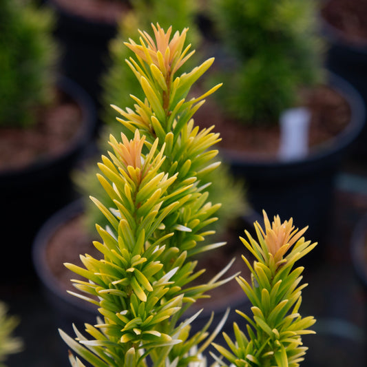 Taxus baccata Bultinick's Orange beauty