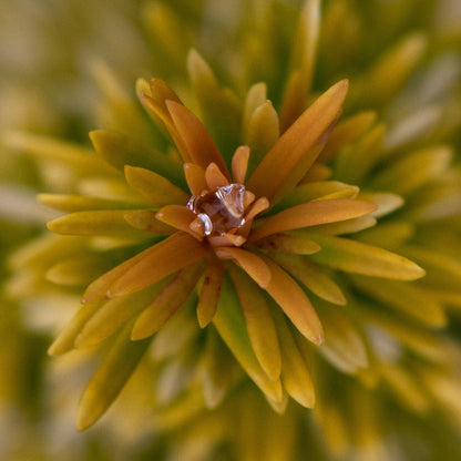 Bultinick's Orange Beauty